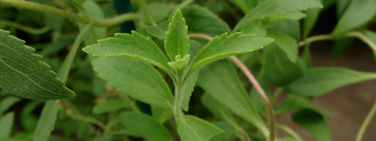 Sweet Leaf